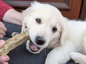 Luna, Golden Retriever