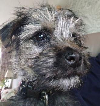 Dylan, Border Terrier