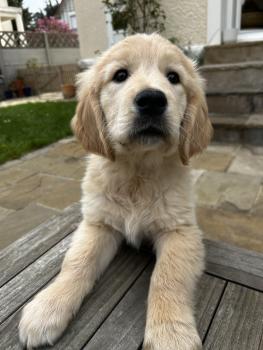 Aston, Golden Retriever