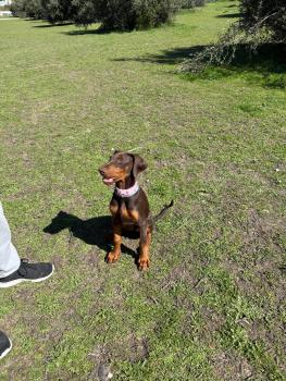 Mía, Dobermann