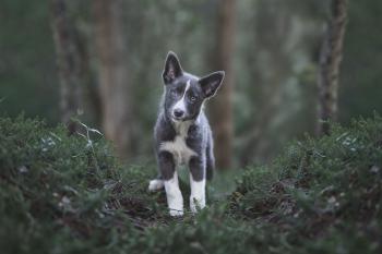 Wave, Border Collie