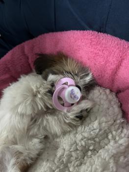 Flor, Shih Tzu