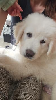 Oslo, Cane da Montagna dei Pirenei