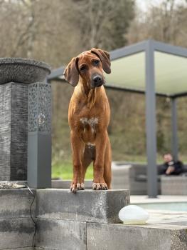 Alya, Rhodesian Ridgeback