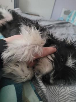 Éphélant, Schnauzer Moyen