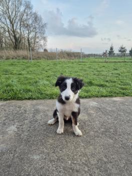 Astro, Border Collie