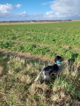 Alpha, Epagneul Bleu Picardie