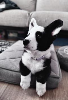 Maki, Welsh Corgi Cardigan