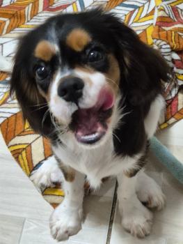 Cleo, Cavalier King Charles Spaniel