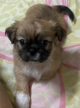 Maxi, Epagneul Tibetain