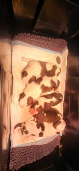 Harry, Saint Bernard