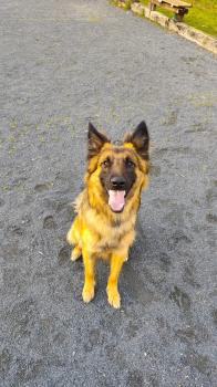 Arow, Pastor Belga Tervuren