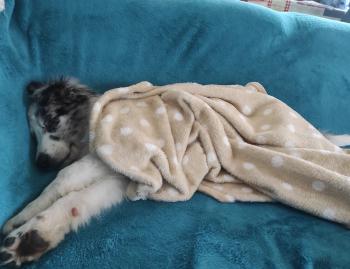 Alaska, Border Collie