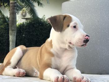 Sultan, Dogo Argentino