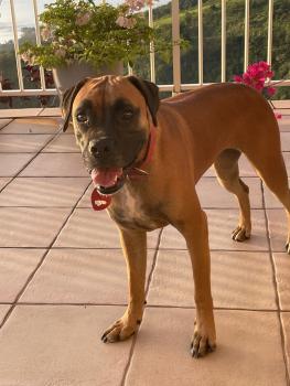 Bonnie, Boxer