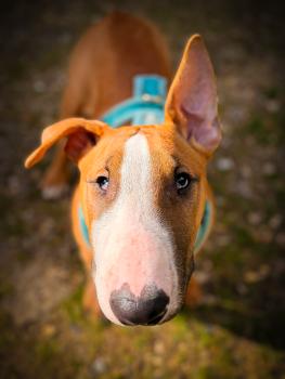 Ananas, Bull Terrier