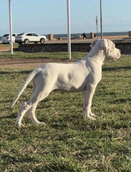 Coco, Dogo Argentino