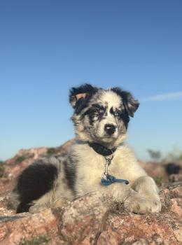 Opal, Australian Shepherd Dog