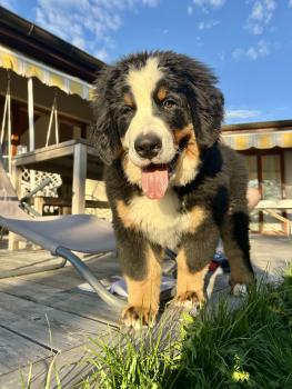 Stephane, Bernese Cattle Dogs