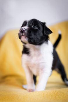 Ahsoka, Border Collie