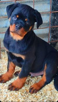 Paco, Rottweiler