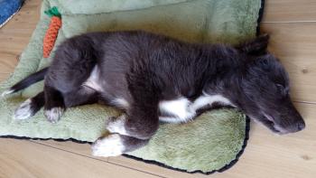 Héra, Border Collie