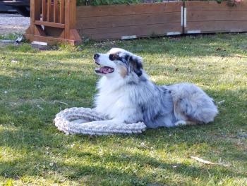 AÏTO, Australian Shepherd Dog
