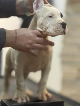 Démon, Dogo Argentino