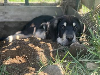 Hamfast, Mastim espanhol