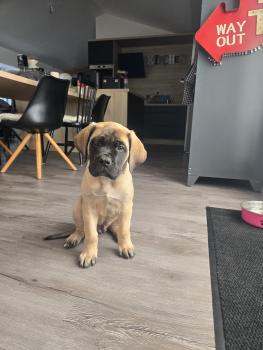 BAKY, Mastiff