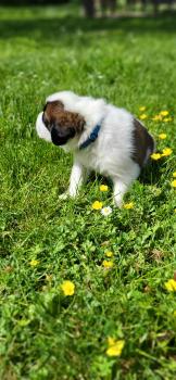 HARRY, Saint Bernard