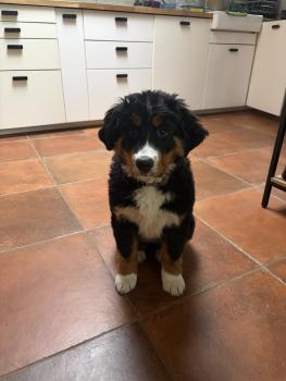 Holly, Bernese Cattle Dogs