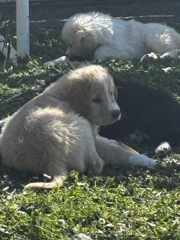 Maciatto, Pyrenäenberghund