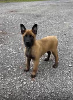 Baya alias Aby, Belgian Shepherd Dog