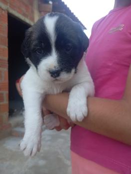 Kira, Autres Chiens