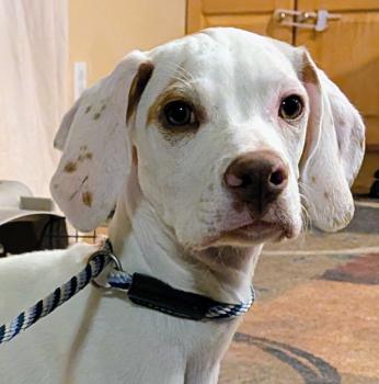 Cassie, Pointer