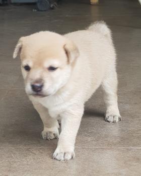 Nico, Altri cani