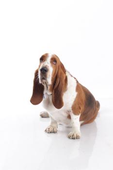 TOSHI BARTUREN, Basset Hound