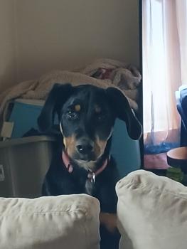 Balou, Beauceron Beauce Shepherd