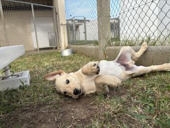 Buzz, Labrador Retriever