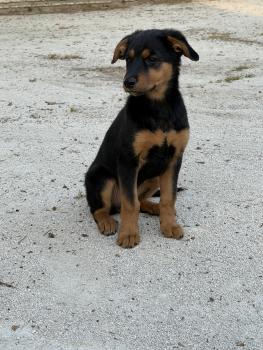 Natsuki, Beauceron Beauce Shepherd