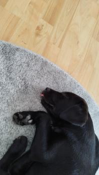 Barry, Labrador