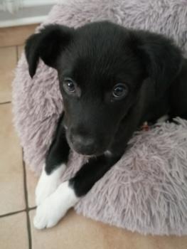 woody, Border Collie