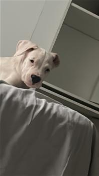 Frida del castelo - Moeda, Dogo Argentino
