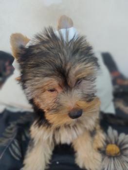 Kali Susy, Yorkshire Terrier