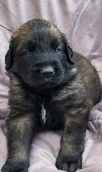 Bounty, Leonberg