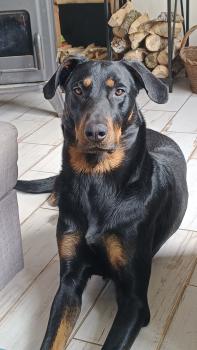Asta, Pastor Beauceron