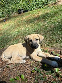Cacau, Kangal