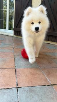 Beautiful Bomi of Snow Yanola, Samoyedo