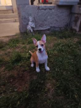 Lady B, Other Dogs